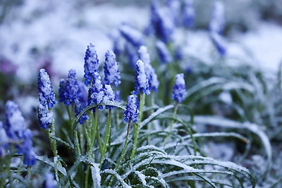 Мокрый снег выпал в Гродно