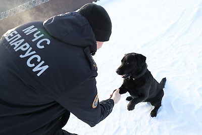 Глухая чаща и бетонные завалы: секреты службы белорусского лабрадора Дарка - претендента на \"Лохматый Оскар\"