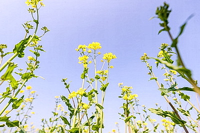 Рапс зацвел на юге Брестской области