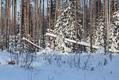 При разработке труднодоступных лесосек планируют заготовить около 600 тыс. куб.м древесины