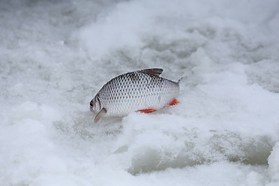 Клевое место! Зимняя рыбалка на Фатинском заливе в Могилеве