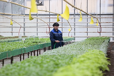 В Бресте собираются высадить миллион цветочных растений