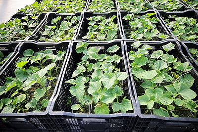 В Столинском районе созревает второй урожай огурцов в теплице