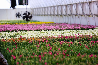 Около 500 тыс. тюльпанов ежегодно выращивает молодой фермер из Дрогичина