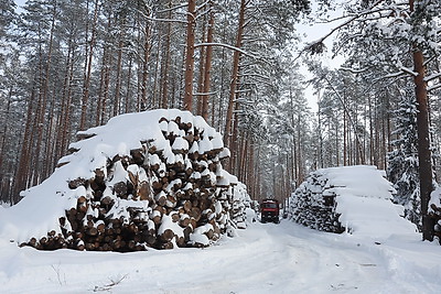 При разработке труднодоступных лесосек планируют заготовить около 600 тыс. куб.м древесины