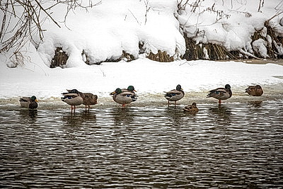 Морозный зимний день: снегопад не повод сидеть дома для активных жителей