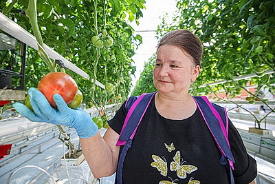 Фермеры Столинского района наращивают объемы производства овощей