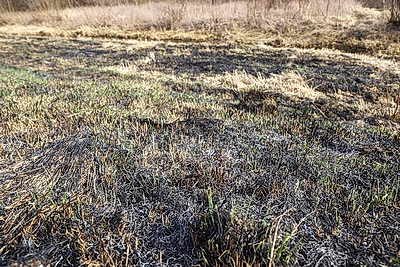 В Брестской области в марте произошло более 120 загораний травы и кустарников