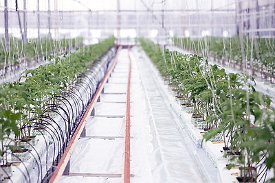 На Гродненской овощной фабрике ухаживают за рассадой, готовят ее к высадке