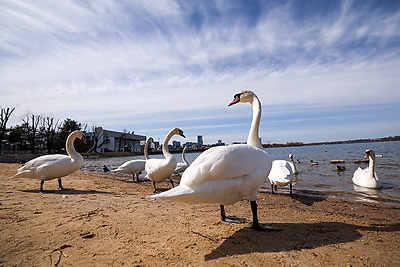 Весна. Белоснежные лебеди на водохранилище Дрозды
