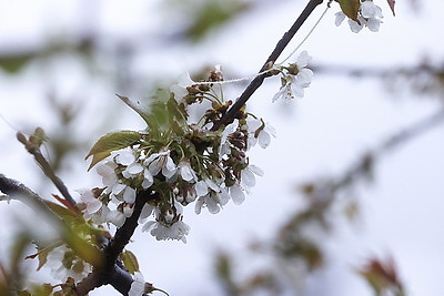 Мокрый снег выпал в Гродно