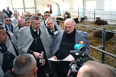 Лукашенко ознакомился с развитием мясного скотоводства и молочной отрасли