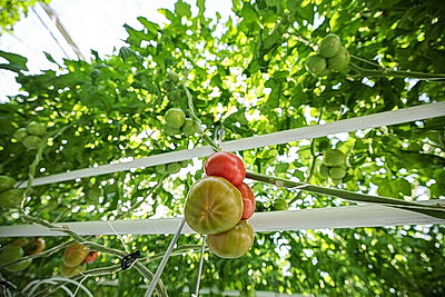 Фермеры Столинского района наращивают объемы производства овощей