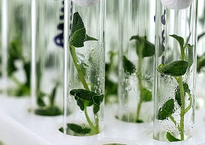 Новые сорта картофеля выращивают в Витебском зональном институте сельского хозяйства