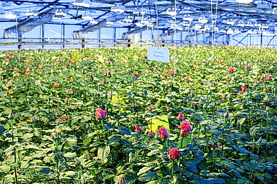 Первые тысячи роз и тюльпанов срезали в теплицах \"Витебского Зеленстроя\"