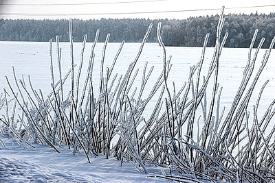 Ночью до -25..-30°С ожидается в Беларуси 15 января