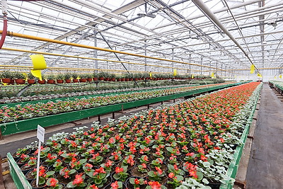 В Бресте собираются высадить миллион цветочных растений