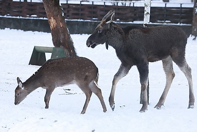 ФОТОХРОНИКА начинает новый информационный день