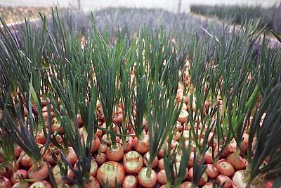 На Гродненской овощной фабрике ухаживают за рассадой, готовят ее к высадке