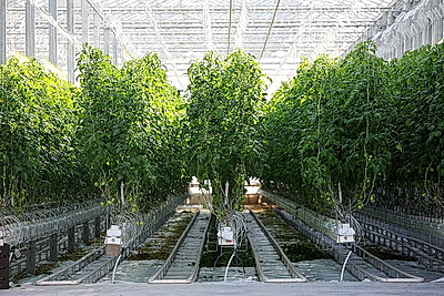 Фермеры Столинского района наращивают объемы производства овощей