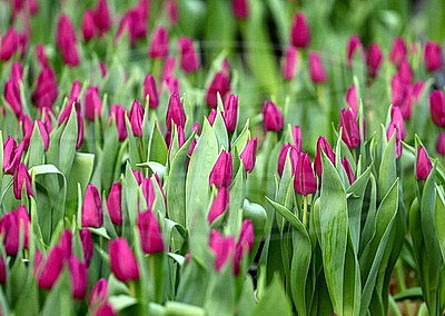 Первые тысячи роз и тюльпанов срезали в теплицах \"Витебского Зеленстроя\"