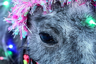 ФОТОХРОНИКА начинает новый информационный день