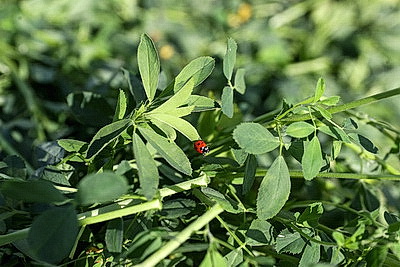 Организацию работ по заготовке травяных кормов обсудили на семинаре в Брестском районе
