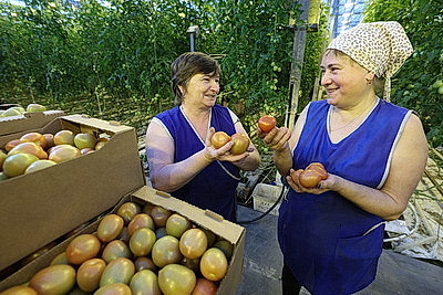 Урожай свежих огурцов, помидоров, салата, зелени собирают в Полоцком районе