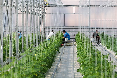 В Столинском районе созревает второй урожай огурцов в теплице