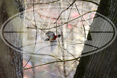 ФОТОХРОНИКА начинает новый информационный день