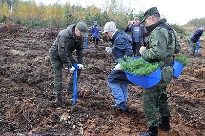 Вольфович: восстановление лесов на пострадавших территориях - наша общая задача