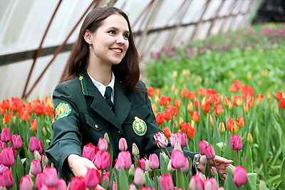 Дарить радость любимым. Около 70 тыс. тюльпанов вырастили к женскому празднику борисовские лесоводы
