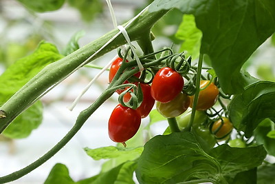 Первый в этом году урожай помидоров собирают в Кировском районе