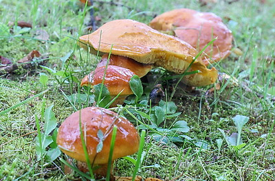 ФОТОХРОНИКА начинает новый информационный день