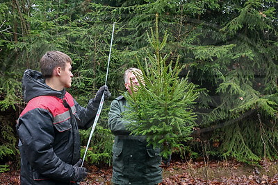 Заготовка новогодних елей ведется в Беларуси