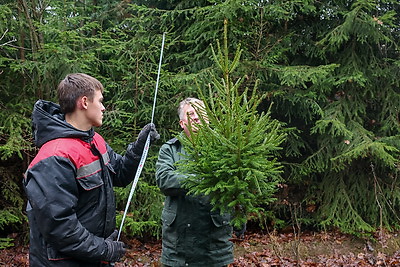 Заготовка новогодних елей ведется в Беларуси