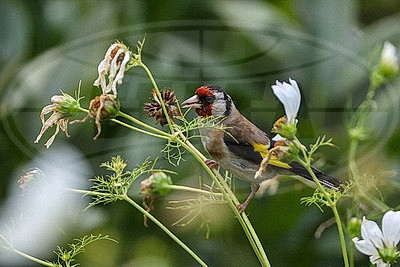 ФОТОХРОНИКА начинает новый информационный день
