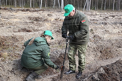 Молодые деревца на 400 га высадят в Брестской области во время акции "Дай лесу новае жыццё!"