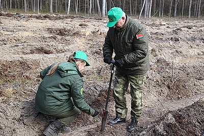 Молодые деревца на 400 га высадят в Брестской области во время акции "Дай лесу новае жыццё!"