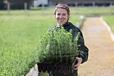 От семечка до зеленого богатства страны. Кто выращивает саженцы для будущих лесов Беларуси