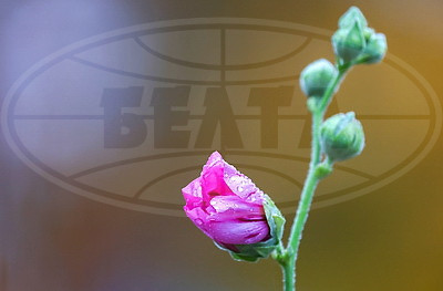 ФОТОХРОНИКА начинает новый информационный день