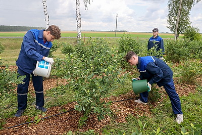 Весело и с пользой. Трудовое лето студотрядовцев из Клецкого района