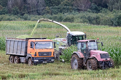 Уборка кукурузы на силос идет в Витебском районе