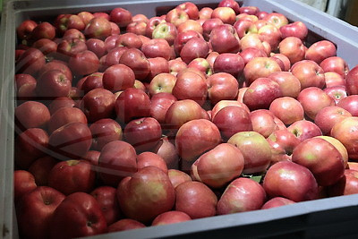 В Минске в стабфонды заложено 43 тыс. тонн овощей и яблок