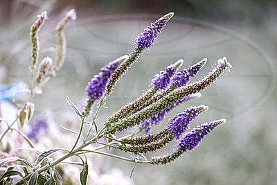 Первые заморозки в Гродно