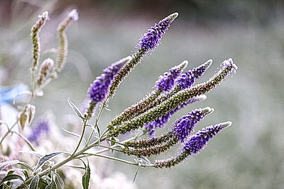 Первые заморозки в Гродно