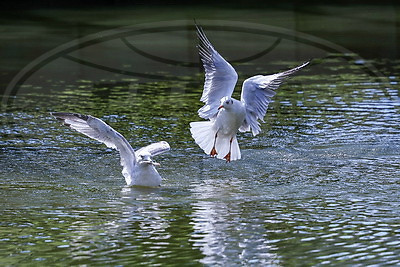 ФОТОХРОНИКА начинает новый информационный день