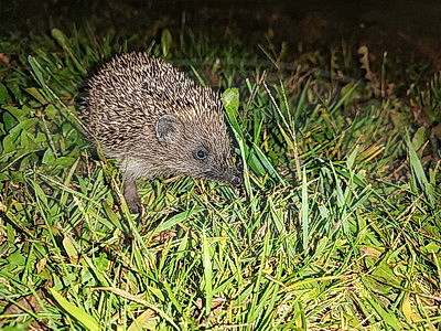 ФОТОХРОНИКА начинает новый информационный день