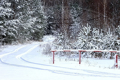 Зимний лес в Жлобинском районе