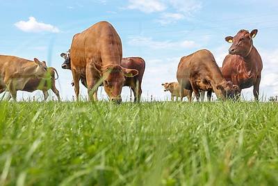 Редкие породы и современный подход. Как развивается племенное хозяйство в Узденском районе